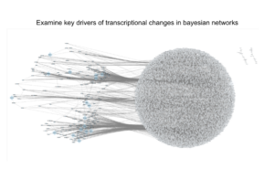 Examine key drivers of transcriptional changes in Bayesian network
